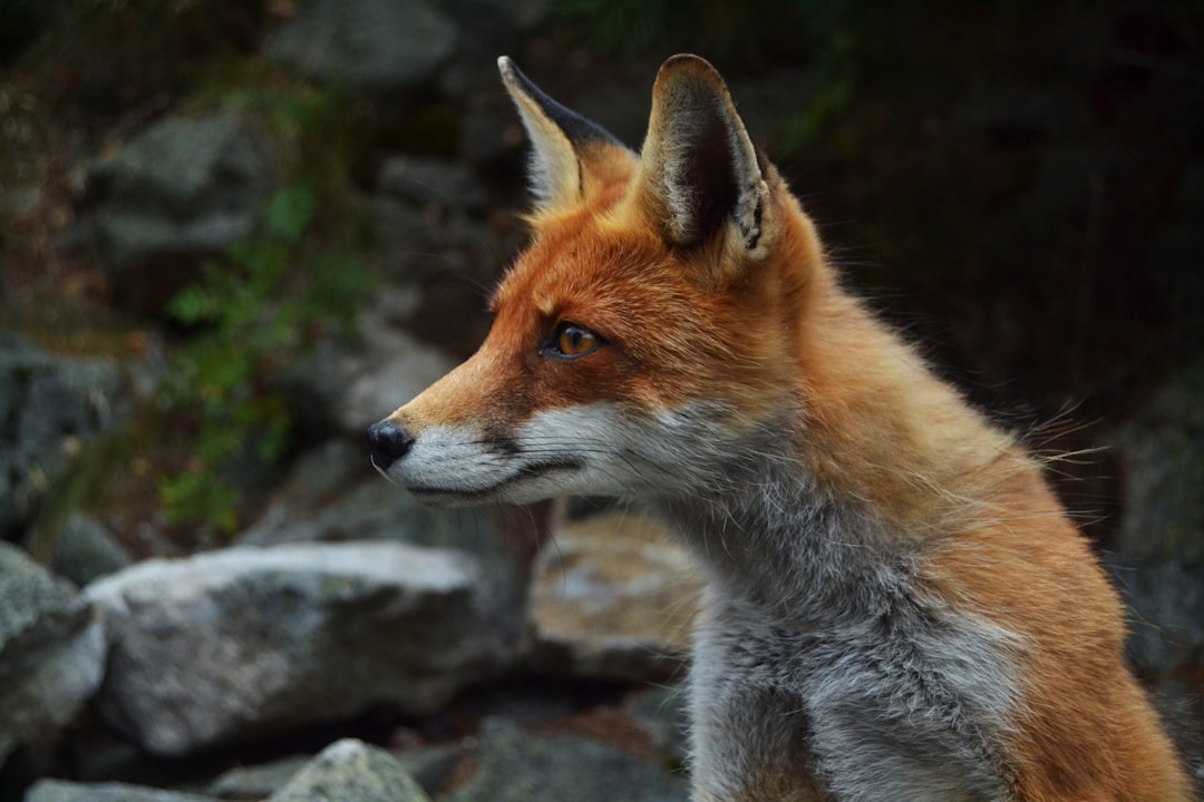 Photo Red fox